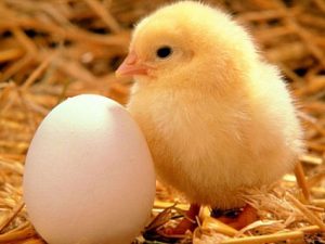 poultry egg farming business plan in philippines