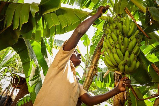 banana farming business plan